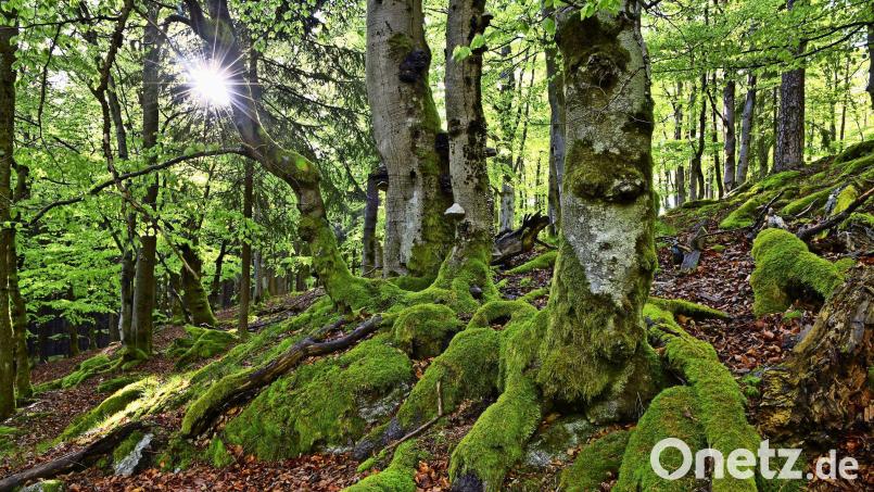 Klimawandel, Trockenheit, Hitze und dazu der Borkenkäfer – Bayerns Wälder stehen unter Stress, auch im Fichtelgebirge. Dennoch war bei einer Expertentagung in Fichtelberg Optimismus zu spüren. Symbolbild: Florian Miedl/exb