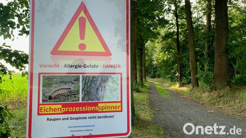 Achtung, hier besteht Allergie-Gefahr: Der Eichenprozessionsspinner treibt auch in Neustadt/WN am Felixberg sein Unwesen. Bild: Gabi Schönberger