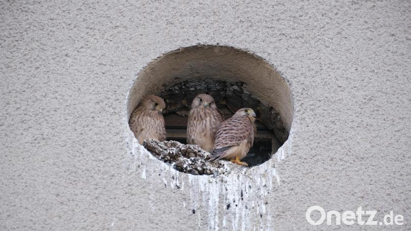 In einer Öffnung am Zwerggiebel eines Anwesens an der Münchenreuther Straße hatten Turmfalken vorübergehend eine Bleibe gefunden. Inzwischen sind die Vögel aber ausgeflogen. Bild: Klaus Schoefl/exb