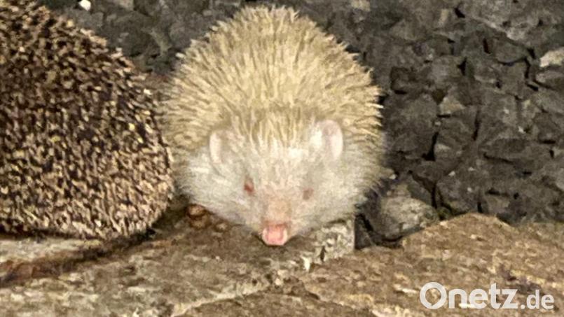 Igel sind im Garten von Kerstin Krieger in Amberg öfter unterwegs aber dieser hier ist ein ganz besonderer Gast. Bild: Kerstin Krieger