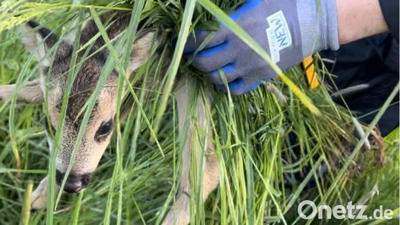 227 Kitze und 7 weitere Tiere haben die Helfer der der Rehkitzrettung in dieser Saison vor tödlichen Mähwerken gerrettet. Bild: Claudia Prößl/exb