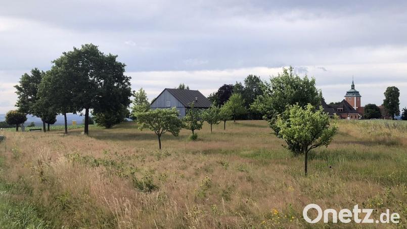 Seit geraumer Zeit gedeihen auf der Streuobstwiese am Kreuzberg Obstbäume. Dank eines Förderprogramms sollen auf Wiesauer Grundstücken weitere Bäume gepflanzt werden. Bild: wro