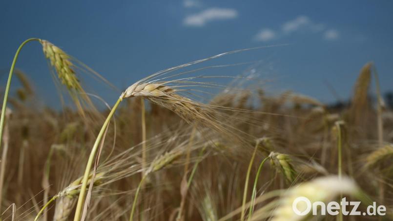Die anhaltende Trockenheit erschwert die Arbeit der Landwirte. Symbolbild: Sebastian Willnow/dpa