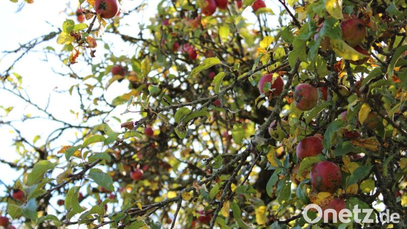 Bis Ende Juli können Kastler Bürger Streuobstbäume bei der Gemeinde bestellen. Bild: Gemeinde Kastl/exb