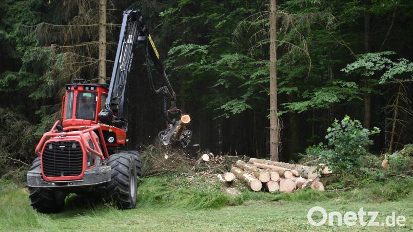 Ein Harvester fällt im Bereich Silberhütte im Forstrevier Flossenbürg Bäume. Sie werden für wirtschaftliche Zwecke genutzt. Die Arbeiten sind aber auch notwendig, um den Wald klimaresistenter zu gestalten. Bild: lue
