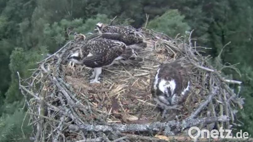 Den jungen Fischadlern am Großen Rußweiher in Eschenbach geht es gut. Die immer noch grassierende Vogelgrippe verhindert jedoch die Beringung des Nachwuchses. Bild: Webcam Stadt Eschenbach