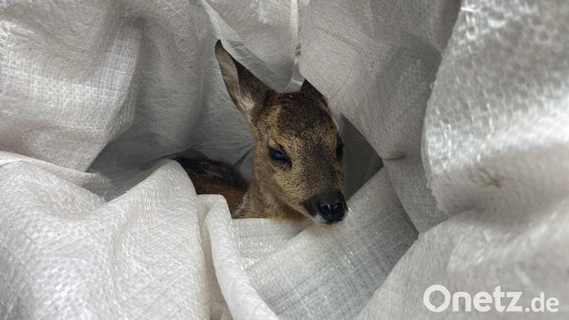 Neben der Straße fanden Polizeibeamte ein verwaistes Rehkitz. Bild: Polizei Schwandorf/exb