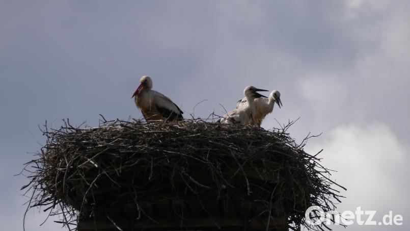 Eng wird´s im Storchennest auf dem Schlot der alten Zieglhütte in Mehlmeisel. Bild: gis