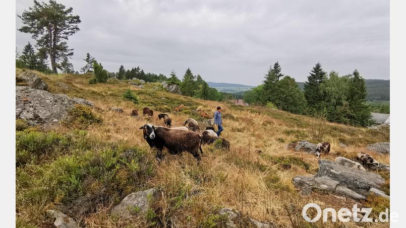 Idylle pur am Naturdenkmal Hochfels Stadlern. Krainer Schafe beweiden das Areal und tragen damit zur Erhaltung des Landschaftsbildes bei. Bild: Portner