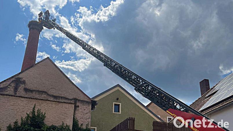 Einen jungen Storch, der abgestürzt war, beförderte die Auerbacher Feuerwehr am Donnerstag in sein Nest zurück. Bild: Feuerwehr Auerbach