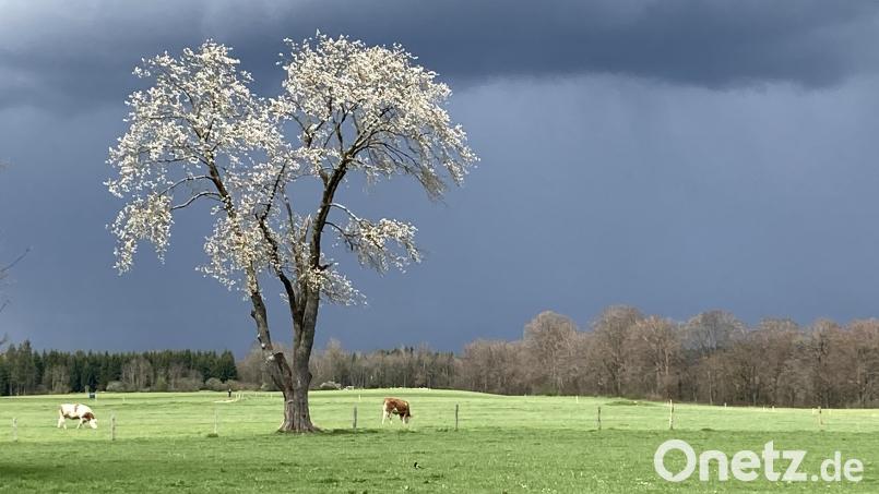 In Niederbayern sind Polizeiangaben zufolge acht Kühe durch einen Blitzeinschlag getötet worden. Symbolbild: Elke Richter
