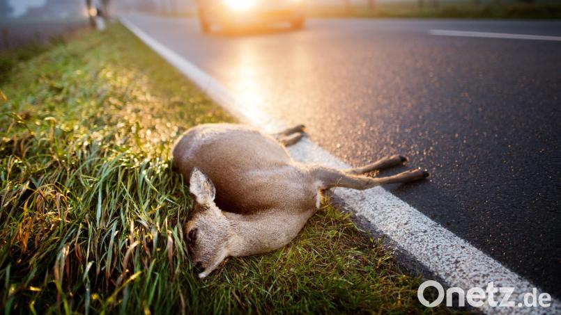 Wegen ansteigender Wildunfallzahlen appelliert die Polizei Sulzbach-Rosenberg an alle Verkehrsteilnehmer, ihre Fahrweise in Waldgebieten anzupassen. Symbolbild: agentur_dpa