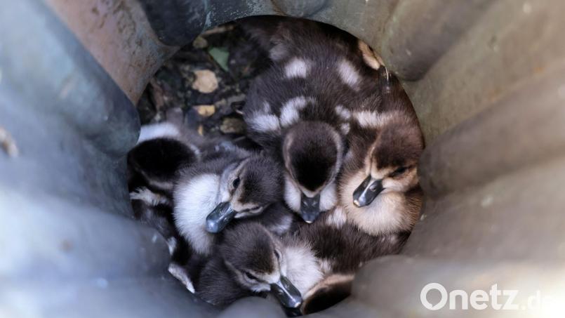 Acht Gänseküken sitzen in einem Fallrohr fest. Bild: Ralf Hettler/dpa