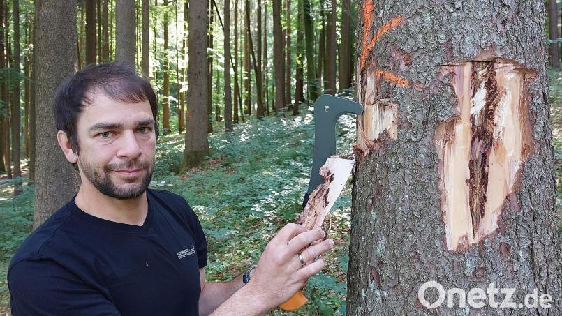 Der Baum ist bereits mit K für Käferbefall gekennzeichnet. Revierleiter Bernhard Raschka prüft, ab der Baum auch schon im unteren Bereich befallen ist. Er findet eindeutige Beweise dafür. Bild: mfh