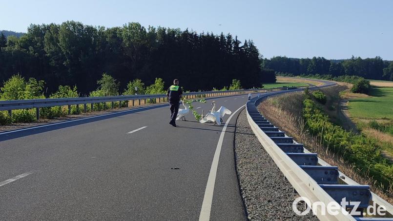 Die Schwäne mittels eines Astes von der Fahrbahn zu vertreiben, schlug fehl. Bild: Polizeiinspektion Tirschenreuth