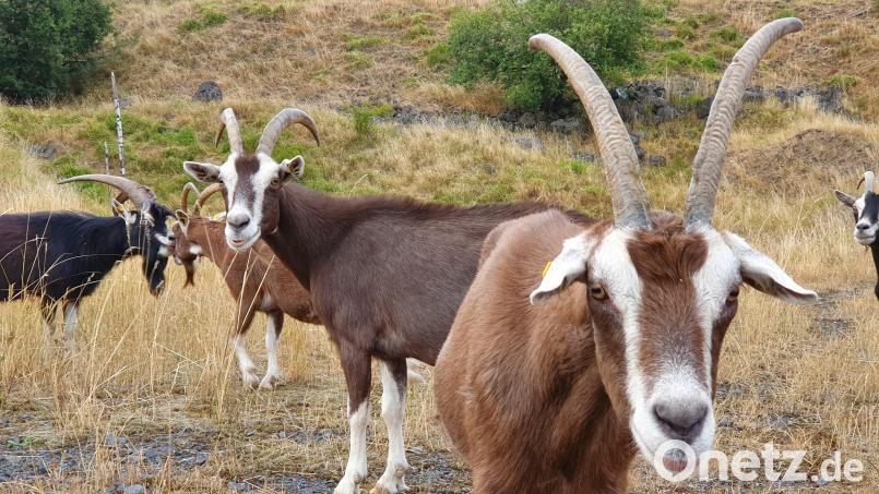 Ziegen und Schafe agieren im Steinbruch Zinst als &quot;Landschaftspfleger&quot;. Bild: LBV Tirschenreuth