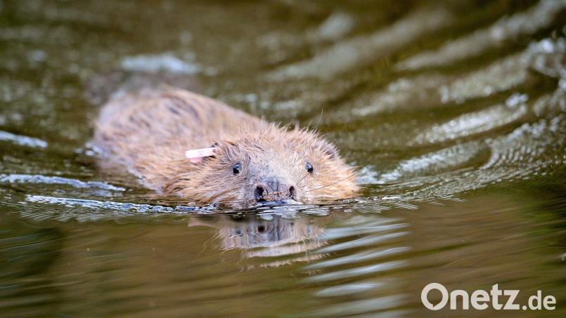 Der Biber stellt ein Problem dar. Bild: Ben Birchall/dpa