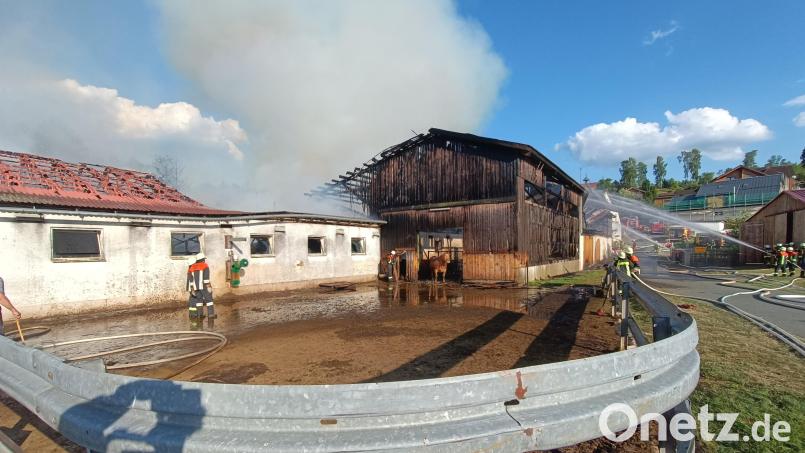Bei einem Brand in Geisleithen bei Plößberg sind auch Kühe ausgebüxt. Die Tiere waren nicht angebunden und konnten vom Stall direkt auf eine Freifläche neben der Straße laufen. Bild: nic