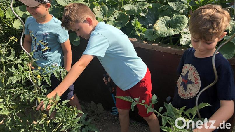 Paul, Jeremias und Moritz (von links) beim Entfernen störender Triebe an den Tomatenpflanzen. Bild: wro
