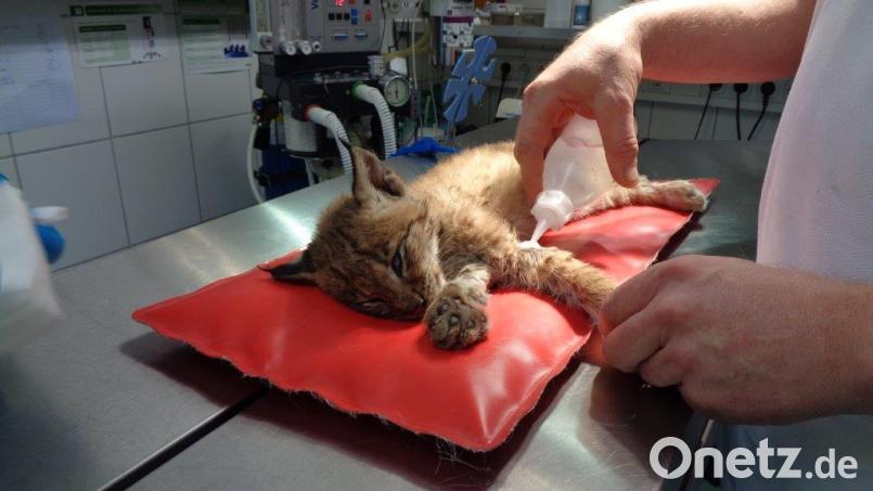 Ein junger Luchs liegt in der Tierarztpraxis von Dr. Hubert Reindl in der Oberpfalz. Das Tier war mit Verletzungen zu dem Tierarzt gebracht worden. Bild: dpa/Privat