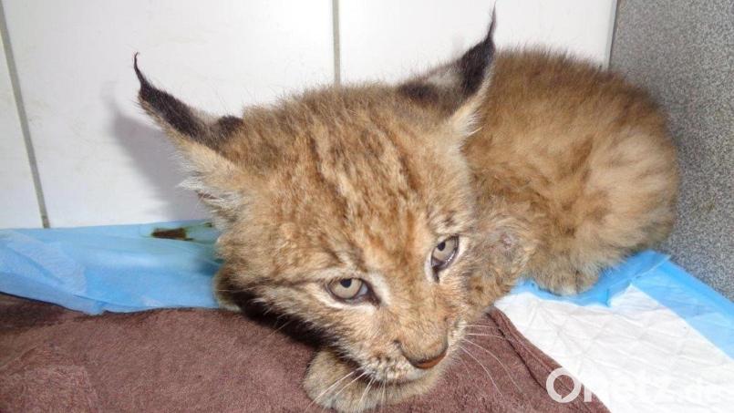 Ein junger Luchs liegt in einer Tierarztpraxis in der Oberpfalz. Bild: Privat/dpa