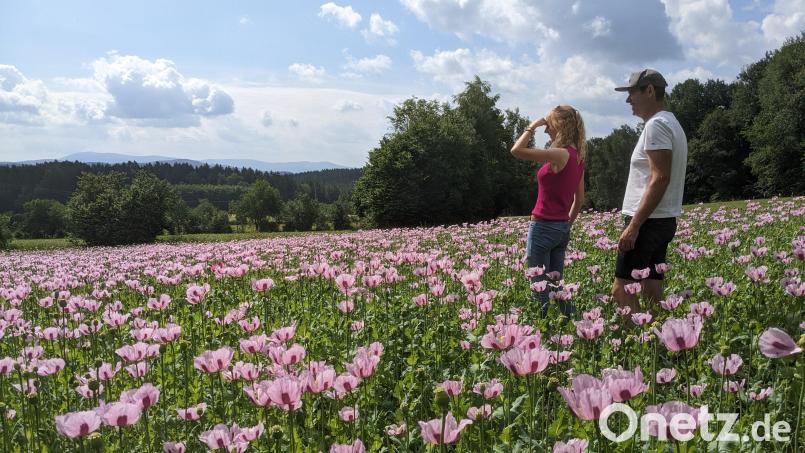Katrin und Sebastian, beide studierte Landwirte, gehen durch ihr blühendes Mohnfeld. Mit der Ernte beliefern sie Bäcker in Weiding und im Landkreis Cham. Bild: eib
