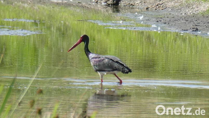 Dieser Schwarzstorch war in Waldershof im Bereich des Schwimmbads unterwegs. Bild: Sriyani Basel/exb