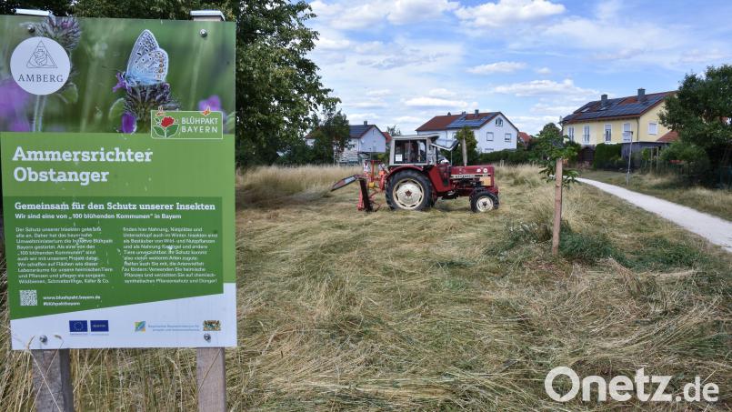 Hier wird noch mit dem Mähbalken gearbeitet. Die Stadt Amberg achtet sehr genau darauf, die Flächen in Ammersricht naturnah zu pflegen. Bild: Stephan Huber