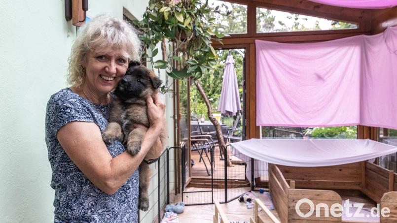 Kathrin Burger aus Themenreuth züchtet seit Jahren Tervueren, ihre Hundedame Bonnie hat kürzlich Nachwuchs bekommen. Im Arm hält sie einen der fünf Welpen. Bild: Susanne Forster