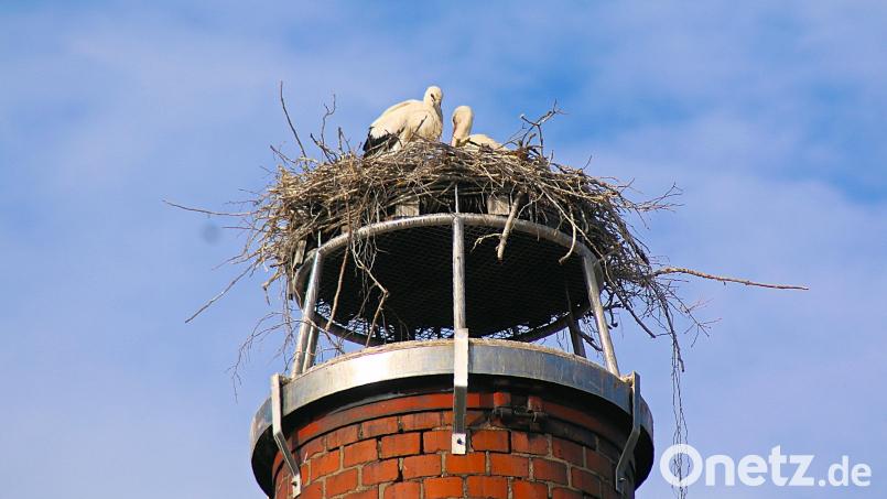 Deutlich zu erkennen sind mittlerweile die Jungstörche im Friedenfelser Storchenhorst. Ihre Schnäbel sind anfangs schwarz und färben sich erst im Lauf des ersten Lebensjahres rot. Links im Bild der im Mai geborene Jungstorch neben seiner Mutter. Bild: bsc