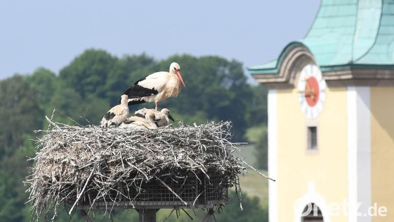 Als die Welt noch in Ordnung war: Um vier Jungstörche kümmerte sich heuer das Storchenpaar auf dem Dach des Neustädter Landratsamtes Anfang Juni. Nun verunglückte ein Storch beim Flug tödlich. Archivbild: Gabi Schönberger