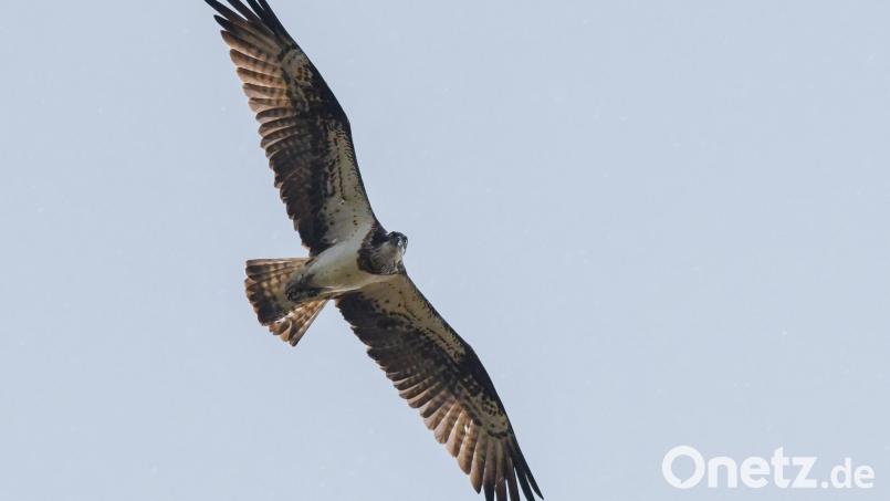 Die Flügel weit gespannt: So wie dieser Fischadler hier fliegen nun auch die jungen Fischadler aus Eschenbach am Rußweiher durch die Lüfte. Bild: Patrick Pleul/dpa