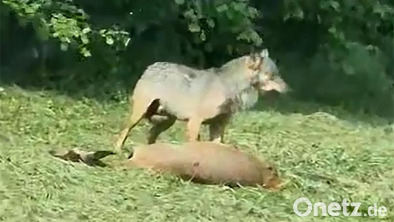 Eine Szene aus dem Video: Der Wolf bei einer Hirschkuh. Screenshot: Unbekannt