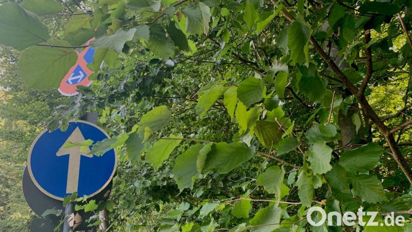 Wenn Schilder im Straßenverkehr verdeckt sind, kann das gefährliche Folgen haben. Weidener Bürger sollen deshalb einmal Büsche und Bäume auf dem eigenen Grundstück unter die Lupe nehmen und gegebenenfalls zurückschneiden. Symbolbild: Gabi Schönberger
