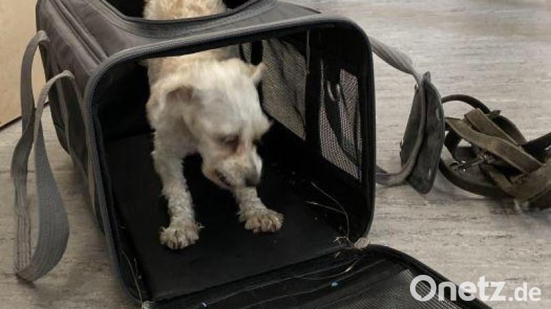 In einer Hundebox ist dieser Hund in Amberg gefunden worden. Bild: Polizeiinspektion Amberg/exb