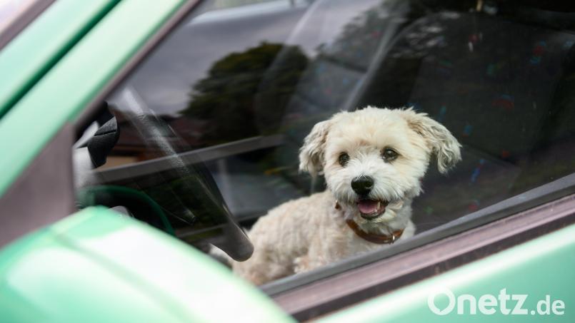 Ein Hund sollte im Sommer nicht auf sein Herrchen im Auto warten. Symbolbild: Jonas Walzberg/dpa