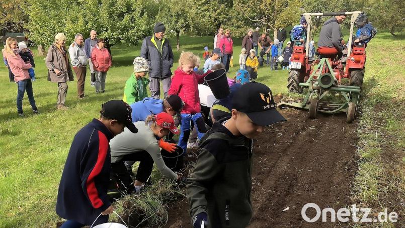 Das &quot;Erdepfl-Grom&quot; des OWV auf einem Feld an der Premenreuther Straße begeisterte im vorigen Herbst Klein und Groß. Archivbild: wro