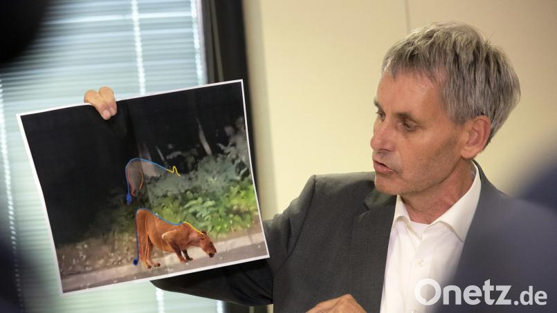 Michael Grubert (SPD), Bürgermeister von Kleinmachnow, erklärt bei einem Pressegespräch anhand von Fotos, weshalb es sich bei dem gesuchten Raubtier um keine Löwin handelt. Die Polizei hat auf der Suche nach einer mutmaßlichen Löwin Entwarnung gegeben. Bild: Paul Zinken/dpa