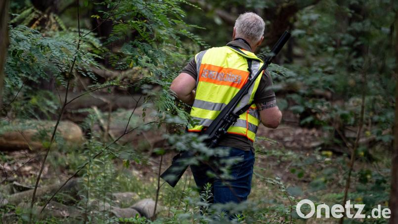 Ein Gemeindejäger läuft im Bereich der südlichen Landesgrenze von Berlin durch einen Wald. Bild: Fabian Sommer/dpa
