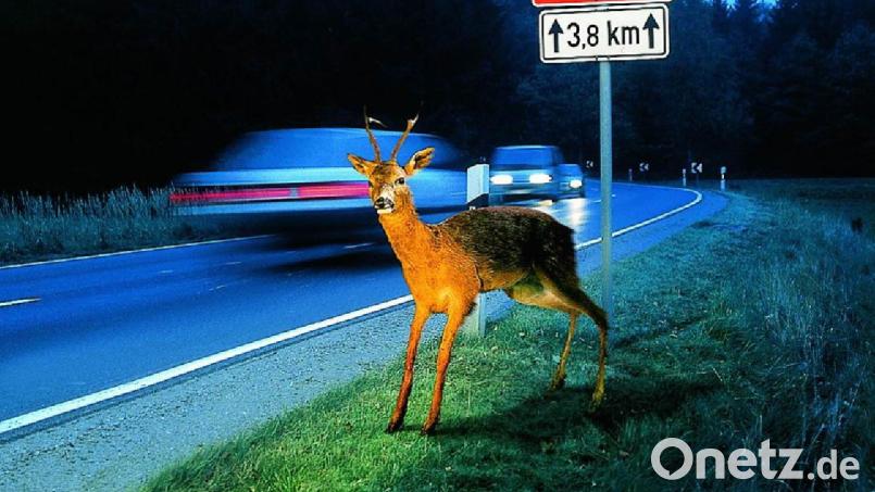 Wo ein Wildtier die Fahrbahn quert, folgen oft direkt dahinter weitere Tiere. Auch das sollten Autofahrer bedenken, um eine Kollision zu vermeiden. Bild: ADAC/exb
