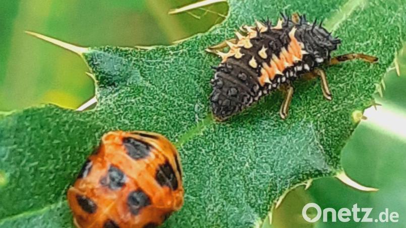 Eine Leserin hat die Entwicklungsstadien des asiatischen Marienkäfers fotografiert. Bild: Hilde Mayer