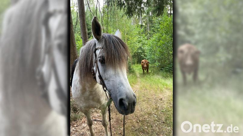 Wer kommt denn da den Waldweg entlang? Eine seltene Begegnung zwischen Kuh und Pony gab es dieser Tage bei Plößberg. Bild: privat