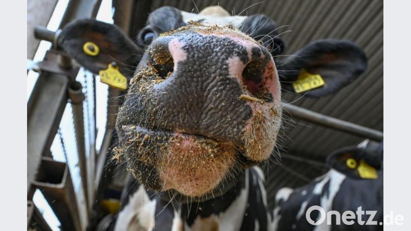 Eine Kuh steht in einem Stall. Bild: Patrick Pleul/dpa/Symbolbild