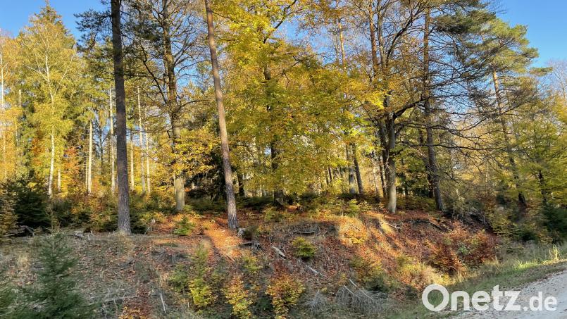 Von der Fichte zum Laubwald: Ziel der Bayerischen Staatsforsten sind klimaresiliente Mischwälder. Archivbild: ge