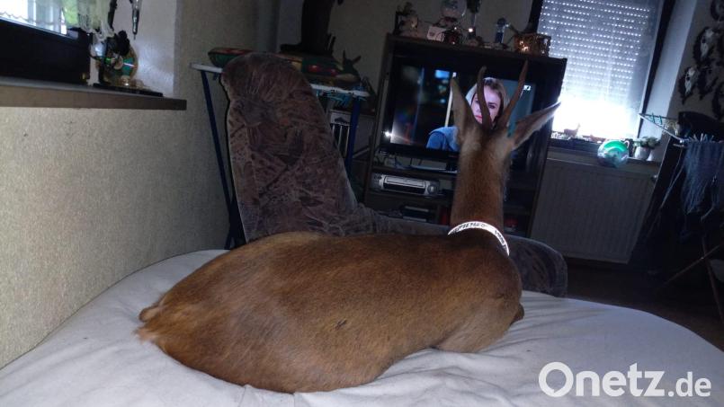 Fernsehen ist eines von Xaverls Hobbys. Bild: Lang/exb