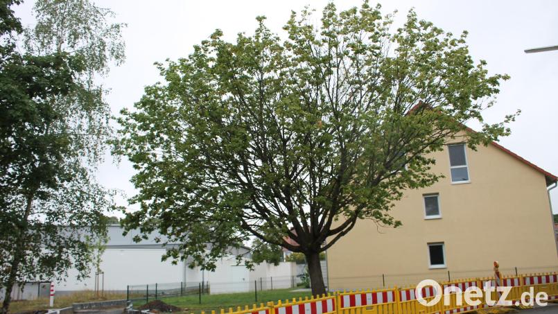 Der Ahorn an der Einmündung des künftigen &quot;Nettowegs&quot; in die Bändel-Straße soll stehen bleiben. Totholzbeschnitt und Bodenauflockerung sollen ihm viele weitere Jahre sichern. Bild: bjp