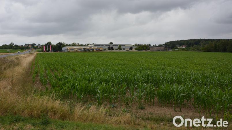Wo derzeit noch Mais wächst, könnte künftig eine Freiflächen-Photovoltaikanlage stehen: Das Areal im Bereich „Auf der Konnsbergerin“ unterhalb des Backhauses Kutzer (im Hintergrund) ist eines von vieren in der Marktgemeinde Konnersreuth, wo Solarparks geplant sind. Bild: jr