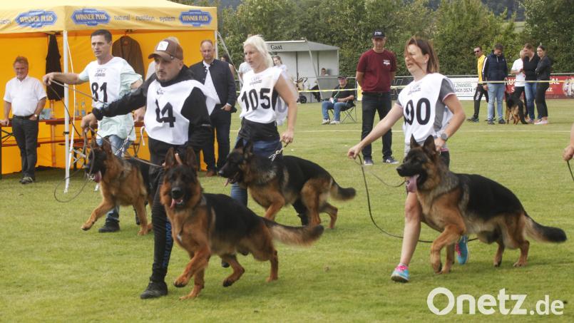 Zuchtschau auf dem Sportgelände des SC Kreith-Pittersberg: Beim abschließenden Schaulaufen legen die Prüfer die Reihenfolge fest. Bild: Hirsch