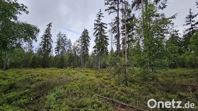Das Bild zeigt die Renaturierung der Moore im Gebiet des Forstbetriebs Waldsassen. Auch das wurde durch Auditor Heinrich Förster im Zertifizierungsprozess berücksichtigt. Bild: Forstbetrieb Waldsassen/exb
