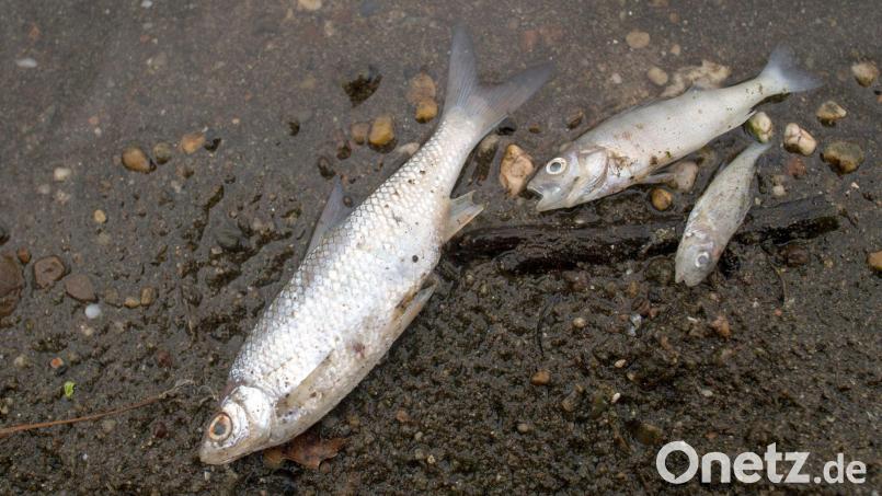 Verendete Fische liegen an einem Strand. Symbolbild: Klaus-Dietmar Gabbert/dpa-Zentralbild/dpa/Archivbild